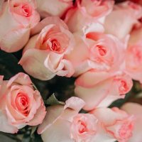Laura Bradshaw (@laurabrads25875) 's Twitter Profile