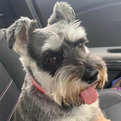 Mini Schnauzer. Salt & Pepper. Born Wales 2018 🇬🇧 Loves sausages, cheese puzzles, chasing balls. Always on pawtrol watching out for pigeonz, squizzels & catz!