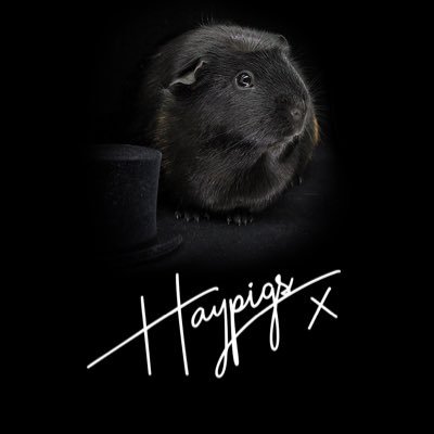 🇬🇧 Family 🎪 Business 🐹 Rescue Guinea Pigs 🏆HayPigs!® | https://t.co/Zk1Ew7kYpt