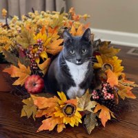 HODL-XRP (@xlittleitalyx) 's Twitter Profile