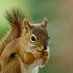 Evolved Squirrel 🇺🇲 ⚛️ (@evolvedsquirrel) Twitter profile photo Evolved Squirrel 🇺🇲 ⚛️ (@evolvedsquirrel) Twitter profile photo