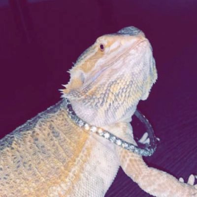 Dr__Lizard's profile picture. 