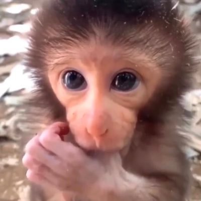 papitasconmaio's profile picture. 