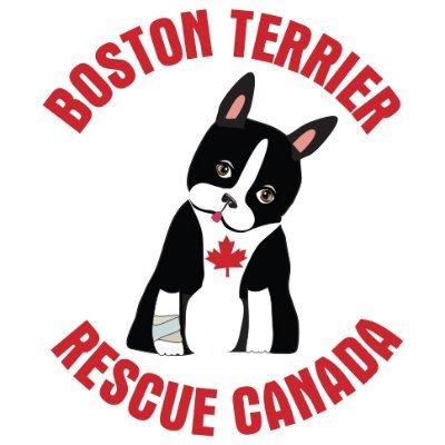 Boston Terrier Rescue Canada takes in Boston Terriers all over Canada that are no longer wanted or can no longer be cared for & finds them safe forever homes