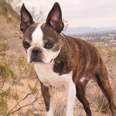 5yr old Boston Terrier Stud. Ridiculously smart and funny.