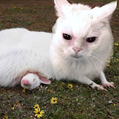 Siamese Aussie - Albino wallaby is my spirit animal - Bonsai novice with obsessive gardening disorder 🪴