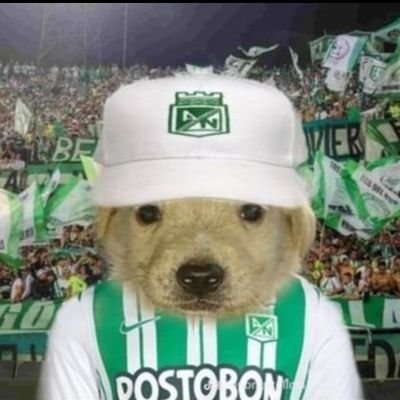 Migaja55's profile picture. 💚🤍
Hincha del equipo más grande y glorioso de Colombia 🇳🇬