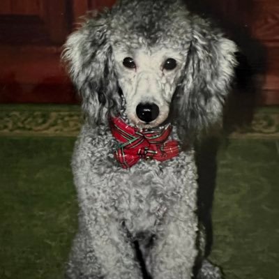 JacksonVSmith1's profile picture. 