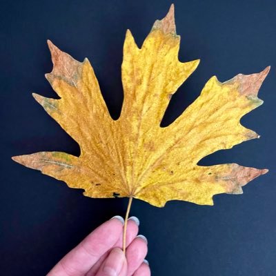 cjschake's profile picture. Artist, Photographer / San Francisco . CA