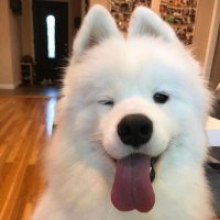 dogs so cute that could save the world (@dogssaveworld) 's Twitter Profile Photo dogs so cute that could save the world (@dogssaveworld) 's Twitter Profile Photo
