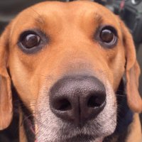 beagle mania (@gilpingrace) 's Twitter Profile Photo beagle mania (@gilpingrace) 's Twitter Profile Photo