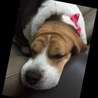 CurfewBeagle Profile Picture