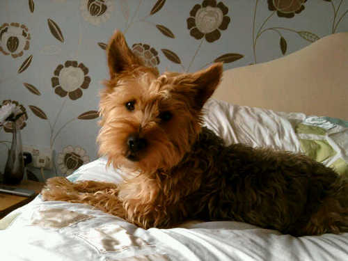 KazzaB66's profile picture. 