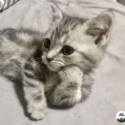 akun random, ngomel-ngomel
mostly svt, badminton, fukuhiro, ran takahashi, bird japan, the daddies, cats, kpop, sports, anime,
gak suka jangan follow, block