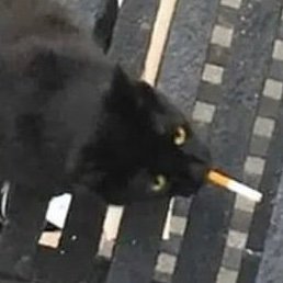 MEEE0WCH's profile picture. meowing, yowling, wailing, etc