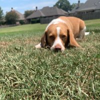 Pierson Blank (@piersonblank8) 's Twitter Profile Photo