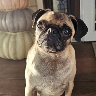 utahpug1 Profile Picture