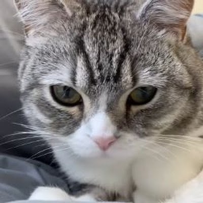 takorin0627kami's profile picture. 音大声楽科卒、ピアノは万年中級組、Y社 C3GP所有、某プロオケコーラスsop.団員(休団中)、コミュ障、極度の人見知り、元C社員、猫飼ってないけど猫好き、2025年8月 TNBC と診断されサバイバーとなる。TNBC＆糖尿病と闘う音楽好きアラ還。