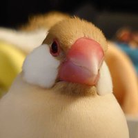 🪶五条あひる (@angryduck210) Twitter profile photo