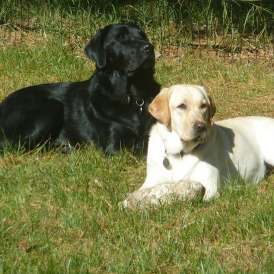 Seamus was a big black Labrador dog and I'm his yellow sister, Teaghan. We moved from a big house to a cottage on da Bay 2 years ago. Our staff came wiff us.