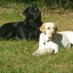 Teaghan & Seamus 🌈 de Mathuin (@s_mathuin) Twitter profile photo Teaghan & Seamus 🌈 de Mathuin (@s_mathuin) Twitter profile photo