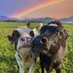 NATURE and ANiMAL🌈🐬 (@crazyclips02) Twitter profile photo NATURE and ANiMAL🌈🐬 (@crazyclips02) Twitter profile photo