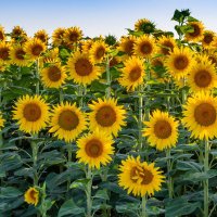 Sunflowers.Wiki(@SunflowersWiki) 's Twitter Profile Photo