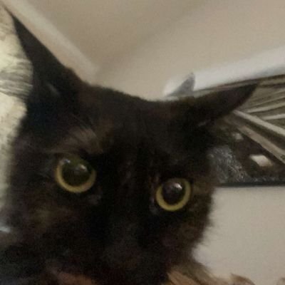 dnpchristmashat's profile picture. ive risen from the dnp grave • 23 • rtwt heavy