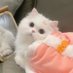 菜菜小宝(看清简介置顶再私 已读不回骚扰拉黑 (@ccx_baby) Twitter profile photo 菜菜小宝(看清简介置顶再私 已读不回骚扰拉黑 (@ccx_baby) Twitter profile photo