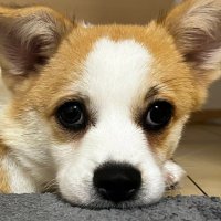 ぱん🍞︎︎ ♀@かゆい (@kayui_taraba) 's Twitter Profile