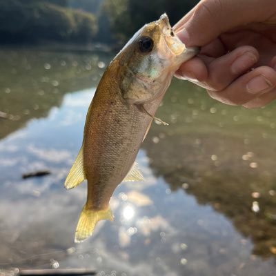 nQpTWilHJXKXAu5's profile picture. 基本陸っぱり自己記録54.9センチ                    ふざけた投稿多め