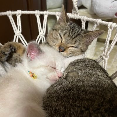 飼い猫4匹います。昨年から個人で保護活動を始めました。現在はNPO法人hinataboccoさんの預かりボランティアやミルクボランティアを中心に活動しています。