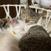 保護猫　chaton(@misa1544) 's Twitter Profile Photo