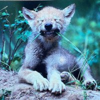 Thomas Wall (@zerohelix) 's Twitter Profile Photo