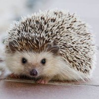 Chaton (@meilleuremonde) Twitter profile photo