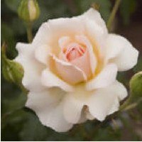 NaomiBarclay2's profile picture. 