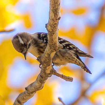 s_walker38k's profile picture. めっきり登山アカです。瀬戸内の岩山はよいぞ。