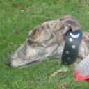 Lee Wentworth - @leefizz - Twitter