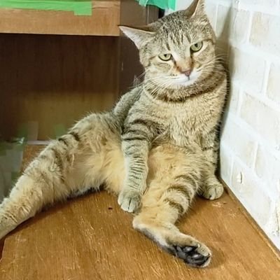 最近、動物への愛が強すぎる💚✨保護猫シェルターや、地域猫活動、お手伝い中😺
米津さん大好き💚
お酒🍺も好き。オラクルカードにハマり中🃏❣
気軽に声かけてくれると喜びます✨