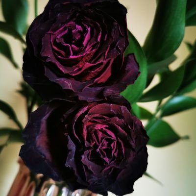 gracieleebaby's profile picture. Holistic Wellness 🍀