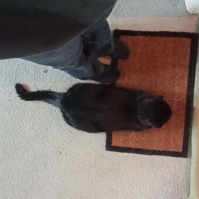 melodi9xx's profile picture. Malaysian diaspora living on stolen land, Jaggera/Turrbul country.