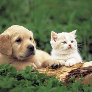 WELCOME TO THE LOVING DOG AND CAT CHANNEL.