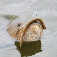 noguchi (@noguchispector) Twitter profile photo