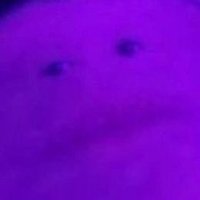 ͏DerLachs (@derlachss) 's Twitter Profile