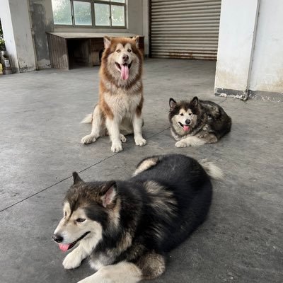 zeropig777's profile picture. 😊