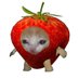 딸개 (@ddalgiwa2) Twitter profile photo 딸개 (@ddalgiwa2) Twitter profile photo