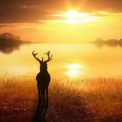 Steve7315472682's profile picture. Null