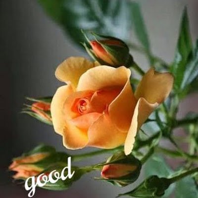 scmtrainer786's profile picture. 