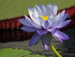 bluelilypad77's profile picture. 