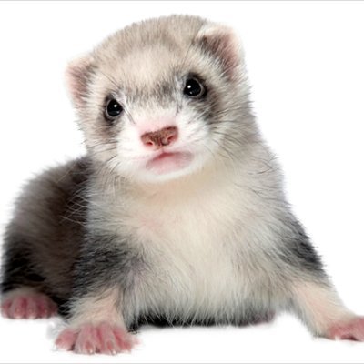 Ferret Content